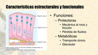 • Funciones:
– Protectoras
• Mecánica al roce y
fricción
• Pérdida de fluidos
– Metabólicas
• Transporte iónico
• Glandular
Características estructurales y funcionales
 