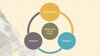 Clasificación
por su
función
Revestimiento
GlandularSensorial
 