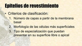 Epitelios de revestimiento
• Criterios de clasificación:
1. Número de capas a partir de la membrana
basal
2. Morfología de las células más superficiales
3. Tipo de especialización que puedan
presentar en su superficie libre o apical
 
