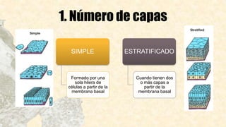 1. Número de capas
SIMPLE
Formado por una
sola hilera de
células a partir de la
membrana basal
ESTRATIFICADO
Cuando tienen dos
o más capas a
partir de la
membrana basal
 