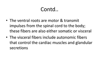 Contd..
• The ventral roots are motor & transmit
impulses from the spinal cord to the body;
these fibers are also either somatic or visceral
• The visceral fibers include autonomic fibers
that control the cardiac muscles and glandular
secretions
 