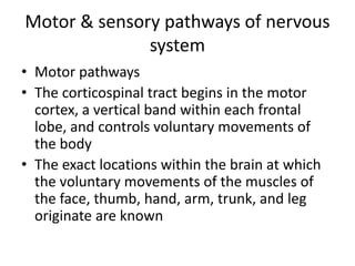 Motor & sensory pathways of nervous
system
• Motor pathways
• The corticospinal tract begins in the motor
cortex, a vertical band within each frontal
lobe, and controls voluntary movements of
the body
• The exact locations within the brain at which
the voluntary movements of the muscles of
the face, thumb, hand, arm, trunk, and leg
originate are known
 