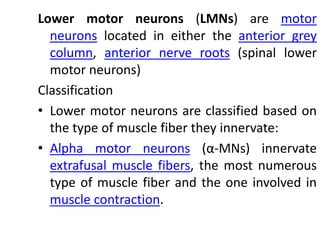 Lower motor neurons (LMNs) are motor
neurons located in either the anterior grey
column, anterior nerve roots (spinal lower
motor neurons)
Classification
• Lower motor neurons are classified based on
the type of muscle fiber they innervate:
• Alpha motor neurons (α-MNs) innervate
extrafusal muscle fibers, the most numerous
type of muscle fiber and the one involved in
muscle contraction.
 