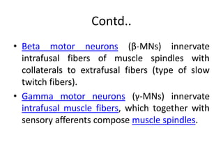 Contd..
• Beta motor neurons (β-MNs) innervate
intrafusal fibers of muscle spindles with
collaterals to extrafusal fibers (type of slow
twitch fibers).
• Gamma motor neurons (γ-MNs) innervate
intrafusal muscle fibers, which together with
sensory afferents compose muscle spindles.
 