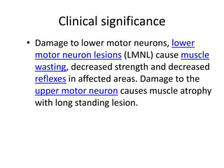 Clinical significance
• Damage to lower motor neurons, lower
motor neuron lesions (LMNL) cause muscle
wasting, decreased strength and decreased
reflexes in affected areas. Damage to the
upper motor neuron causes muscle atrophy
with long standing lesion.
 