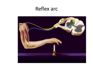 Reflex arc
 