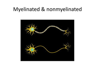 Myelinated & nonmyelinated
 