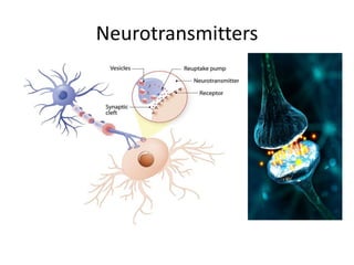 Neurotransmitters
 