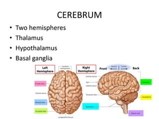 CEREBRUM
• Two hemispheres
• Thalamus
• Hypothalamus
• Basal ganglia
 