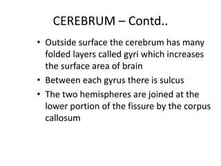 CEREBRUM – Contd..
• Outside surface the cerebrum has many
folded layers called gyri which increases
the surface area of brain
• Between each gyrus there is sulcus
• The two hemispheres are joined at the
lower portion of the fissure by the corpus
callosum
 