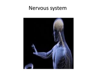 Nervous system
 