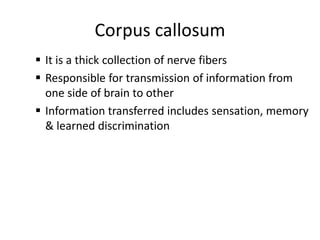 Corpus callosum
 It is a thick collection of nerve fibers
 Responsible for transmission of information from
one side of brain to other
 Information transferred includes sensation, memory
& learned discrimination
 