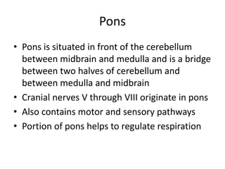 Pons
• Pons is situated in front of the cerebellum
between midbrain and medulla and is a bridge
between two halves of cerebellum and
between medulla and midbrain
• Cranial nerves V through VIII originate in pons
• Also contains motor and sensory pathways
• Portion of pons helps to regulate respiration
 