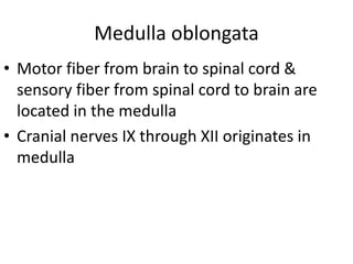 Medulla oblongata
• Motor fiber from brain to spinal cord &
sensory fiber from spinal cord to brain are
located in the medulla
• Cranial nerves IX through XII originates in
medulla
 