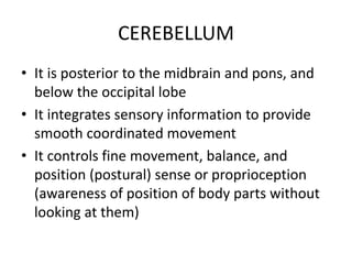 CEREBELLUM
• It is posterior to the midbrain and pons, and
below the occipital lobe
• It integrates sensory information to provide
smooth coordinated movement
• It controls fine movement, balance, and
position (postural) sense or proprioception
(awareness of position of body parts without
looking at them)
 