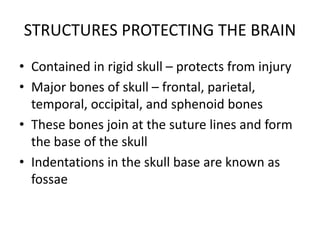 STRUCTURES PROTECTING THE BRAIN
• Contained in rigid skull – protects from injury
• Major bones of skull – frontal, parietal,
temporal, occipital, and sphenoid bones
• These bones join at the suture lines and form
the base of the skull
• Indentations in the skull base are known as
fossae
 