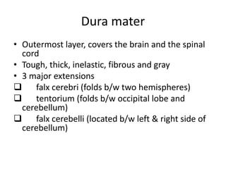 Dura mater
• Outermost layer, covers the brain and the spinal
cord
• Tough, thick, inelastic, fibrous and gray
• 3 major extensions
 falx cerebri (folds b/w two hemispheres)
 tentorium (folds b/w occipital lobe and
cerebellum)
 falx cerebelli (located b/w left & right side of
cerebellum)
 