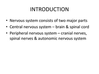 INTRODUCTION
• Nervous system consists of two major parts
• Central nervous system – brain & spinal cord
• Peripheral nervous system – cranial nerves,
spinal nerves & autonomic nervous system
 
