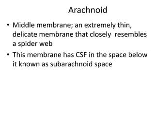Arachnoid
• Middle membrane; an extremely thin,
delicate membrane that closely resembles
a spider web
• This membrane has CSF in the space below
it known as subarachnoid space
 