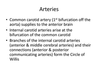 Arteries
• Common carotid artery (1st bifurcation off the
aorta) supplies to the anterior brain
• Internal carotid arteries arise at the
bifurcation of the common carotid
• Branches of the internal carotid arteries
(anterior & middle cerebral arteries) and their
connections (anterior & posterior
communicating arteries) form the Circle of
Willis
 