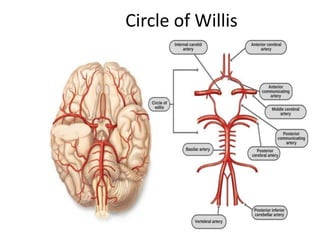 Circle of Willis
 