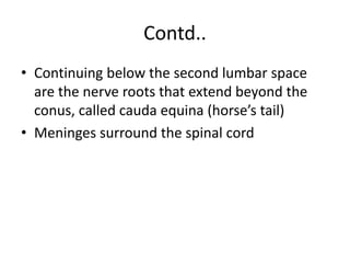 Contd..
• Continuing below the second lumbar space
are the nerve roots that extend beyond the
conus, called cauda equina (horse’s tail)
• Meninges surround the spinal cord
 