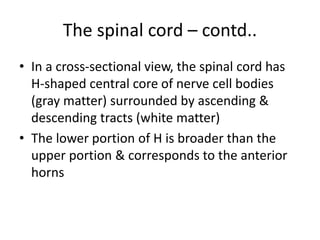 The spinal cord – contd..
• In a cross-sectional view, the spinal cord has
H-shaped central core of nerve cell bodies
(gray matter) surrounded by ascending &
descending tracts (white matter)
• The lower portion of H is broader than the
upper portion & corresponds to the anterior
horns
 
