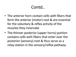 Contd..
• The anterior horn contain cells with fibers that
form the anterior (motor) root & are essential
for the voluntary & reflex activity of the
muscles they innervate
• The thinner posterior (upper horns) portion
contains cells with fibers that enter over the
posterior (sensory) root & thus serve as a
relay station in the sensory/reflex pathway
 