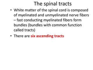 The spinal tracts
• White matter of the spinal cord is composed
of myelinated and unmyelinated nerve fibers
– fast conducting myelinated fibers form
bundles (bundles with common function
called tracts)
• There are six ascending tracts
 