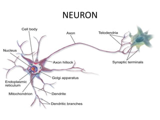 NEURON
 