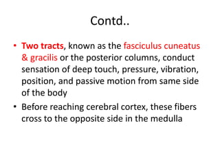 Contd..
• Two tracts, known as the fasciculus cuneatus
& gracilis or the posterior columns, conduct
sensation of deep touch, pressure, vibration,
position, and passive motion from same side
of the body
• Before reaching cerebral cortex, these fibers
cross to the opposite side in the medulla
 