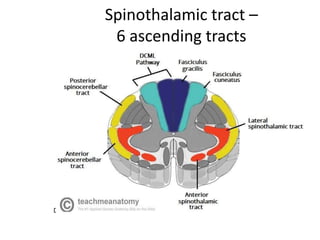 Spinothalamic tract –
6 ascending tracts
DCML – dorsal column medio lemniscus
 