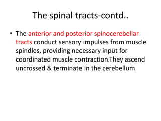 The spinal tracts-contd..
• The anterior and posterior spinocerebellar
tracts conduct sensory impulses from muscle
spindles, providing necessary input for
coordinated muscle contraction.They ascend
uncrossed & terminate in the cerebellum
 