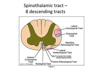 Spinothalamic tract –
8 descending tracts
 
