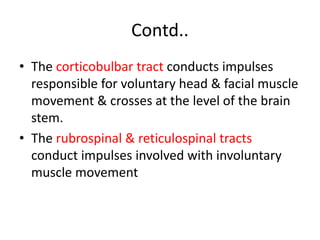 Contd..
• The corticobulbar tract conducts impulses
responsible for voluntary head & facial muscle
movement & crosses at the level of the brain
stem.
• The rubrospinal & reticulospinal tracts
conduct impulses involved with involuntary
muscle movement
 