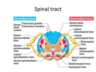 Spinal tract
 