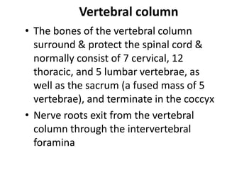 Vertebral column
• The bones of the vertebral column
surround & protect the spinal cord &
normally consist of 7 cervical, 12
thoracic, and 5 lumbar vertebrae, as
well as the sacrum (a fused mass of 5
vertebrae), and terminate in the coccyx
• Nerve roots exit from the vertebral
column through the intervertebral
foramina
 
