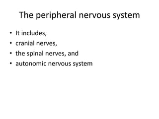 The peripheral nervous system
• It includes,
• cranial nerves,
• the spinal nerves, and
• autonomic nervous system
 