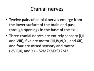 Cranial nerves
• Twelve pairs of cranial nerves emerge from
the lower surface of the brain and pass
through openings in the base of the skull
• Three cranial nerves are entirely sensory (I,II
and VIII), five are motor (III,IV,VI,XI, and XII),
and four are mixed sensory and motor
(V,VII,IX, and X) – S2M2XMXSX2M2
 