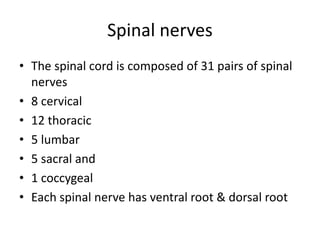 Spinal nerves
• The spinal cord is composed of 31 pairs of spinal
nerves
• 8 cervical
• 12 thoracic
• 5 lumbar
• 5 sacral and
• 1 coccygeal
• Each spinal nerve has ventral root & dorsal root
 