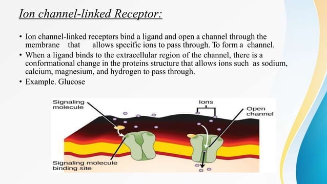 Cell Signaling | Steps Involved | Types | Receptors | Signal ...