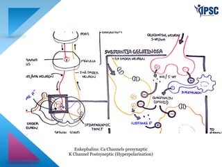 Enkephalins: Ca Channels presynaptic
K Channel Postsyneptic (Hyperpolarisation)
 