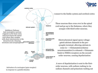 Inhibitory Pathway:
Anti-nociceptive neurons
originate in the brain stem
and travel down the spinal
cord where they synapse
with short interneurons in the
dorsal horn by releasing
serotonin and norepinephrine
Connect to the limbic system and cerebral cortex
These neurons then cross over in the spinal
cord and go up to the thalamus, where they
synapse with third-order neurons.
Electrochemical signal opens voltage-
gated calcium channels in the pre-
synaptic terminal, allowing calcium to
come in—->Glutamate(excitatory
neurotransmitter) is released-> Glutamate
binds to NMDA receptors on the second-
order neurons, causing depolarization
A wave of depolarization is sent to the first-
order neurons, with sodium rushing in via
sodium channels and potassium rushing out
Activation of a nociceptor (pain receptor)
in response to a painful stimulus
 