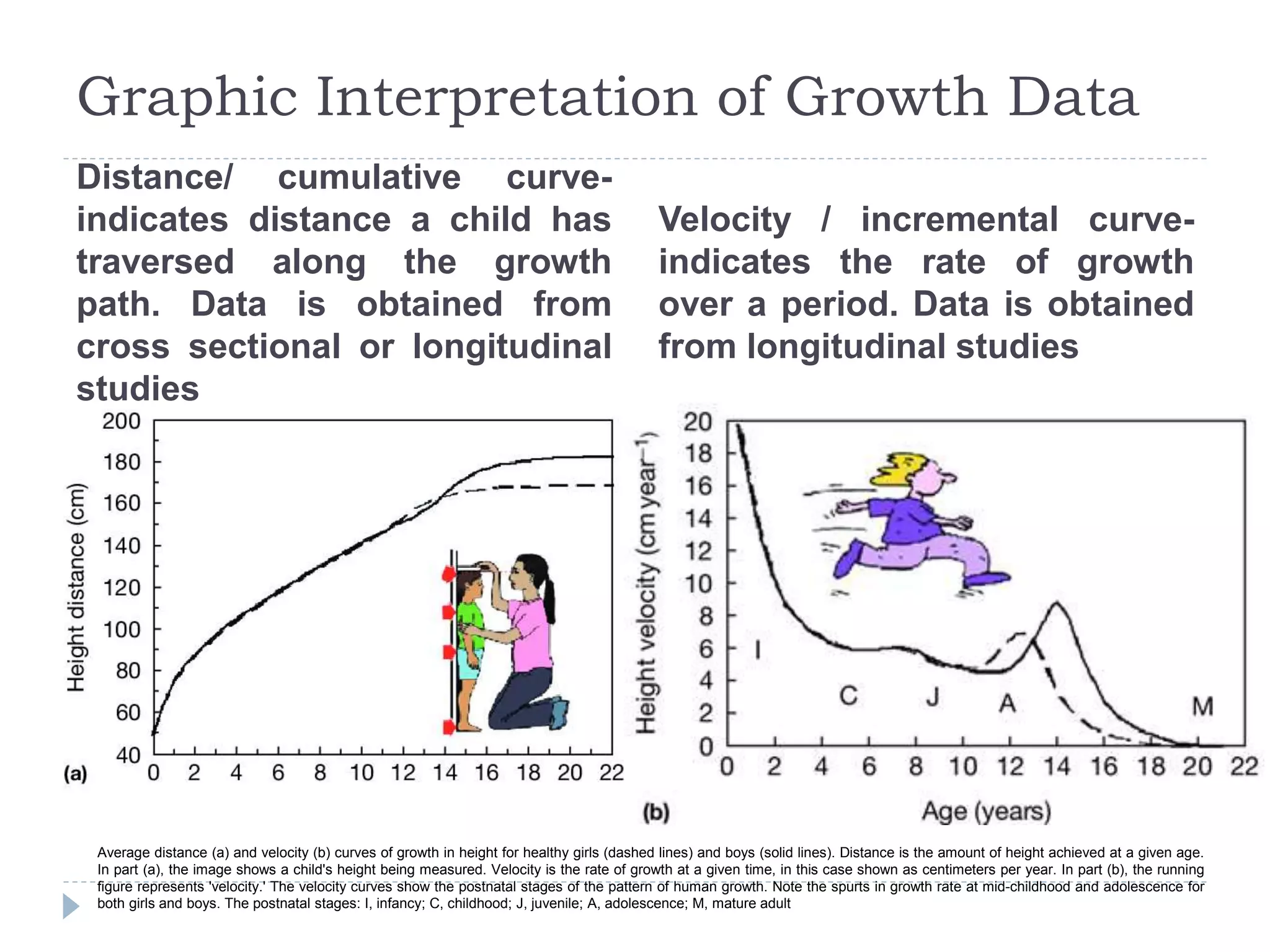 Graphic Interpretation of Growth Data
Distance/ cumulative curve-
indicates distance a child has
traversed along the growth
path. Data is obtained from
cross sectional or longitudinal
studies
Velocity / incremental curve-
indicates the rate of growth
over a period. Data is obtained
from longitudinal studies
Average distance (a) and velocity (b) curves of growth in height for healthy girls (dashed lines) and boys (solid lines). Distance is the amount of height achieved at a given age.
In part (a), the image shows a child's height being measured. Velocity is the rate of growth at a given time, in this case shown as centimeters per year. In part (b), the running
figure represents 'velocity.' The velocity curves show the postnatal stages of the pattern of human growth. Note the spurts in growth rate at mid-childhood and adolescence for
both girls and boys. The postnatal stages: I, infancy; C, childhood; J, juvenile; A, adolescence; M, mature adult
 