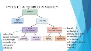 TYPES OF ACQUIRED IMMUNITY
Induced by
natural exposure
to a pathogen
(natural) or by
vaccination
(artificial)
Transfer of
antibodies or
immune cells from
an immune to a
non-immune
individual is known
as passive
immunity
 