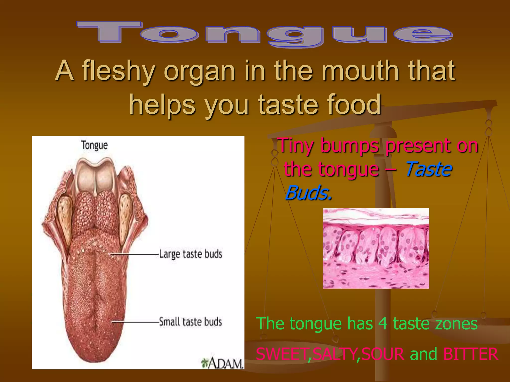 A fleshy organ in the mouth that
helps you taste food
Tiny bumps present on
the tongue – Taste
Buds.
The tongue has 4 taste zones
SWEET,SALTY,SOUR and BITTER
 