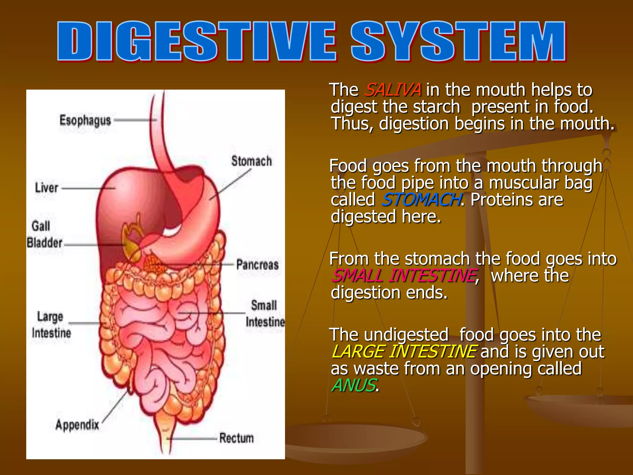 The SALIVA in the mouth helps to
digest the starch present in food.
Thus, digestion begins in the mouth.
Food goes from the mouth through
the food pipe into a muscular bag
called STOMACH. Proteins are
digested here.
From the stomach the food goes into
SMALL INTESTINE, where the
digestion ends.
The undigested food goes into the
LARGE INTESTINE and is given out
as waste from an opening called
ANUS.
 