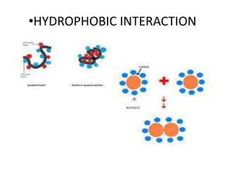 •HYDROPHOBIC INTERACTION
 