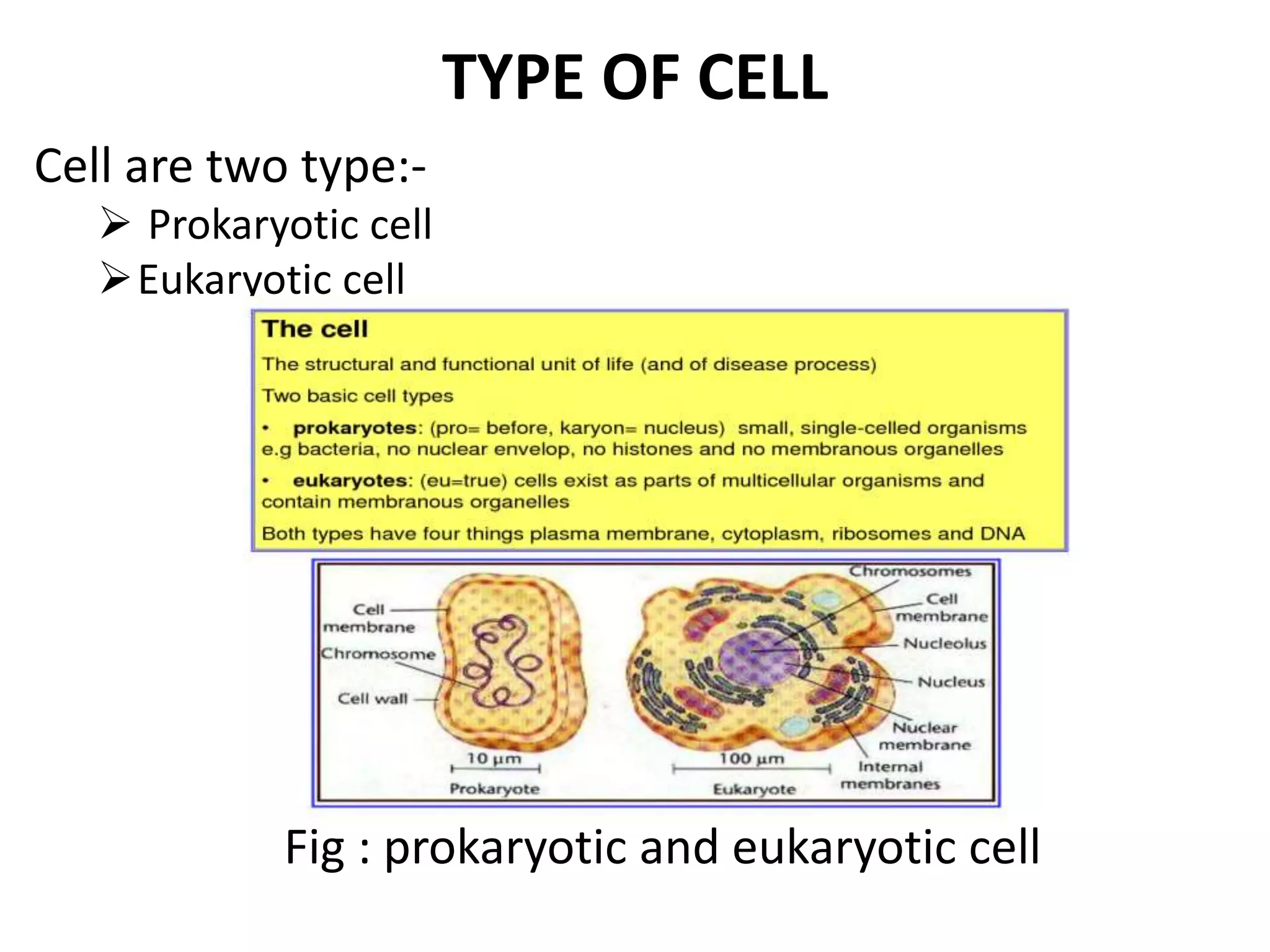 Eukaryotic cell By KK Sahu Sir | PPTX