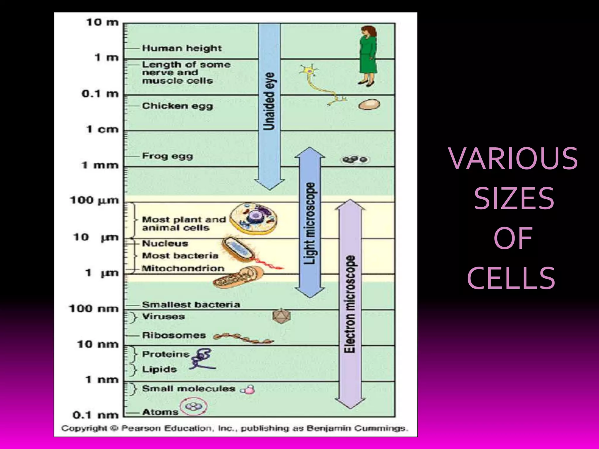 VARIOUS
SIZES
OF
CELLS
 